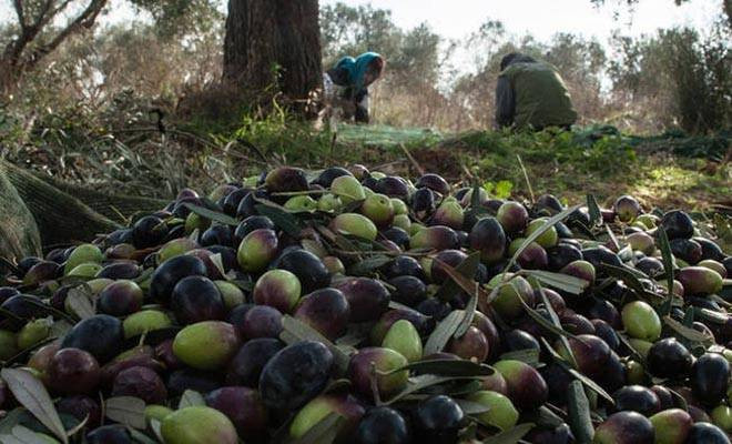 Μάζεμα ελιάς: Η έξυπνη πατέντα που θα σας λύσει τα χέρια!